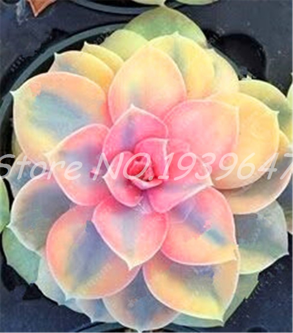 

100 pcs seeds Rare Beauty Succulent plants Natural air purifier Easy To Grow Potted plant Flower bonsai Garden Potted Plant Decorative Landscaping Aerobic Potted