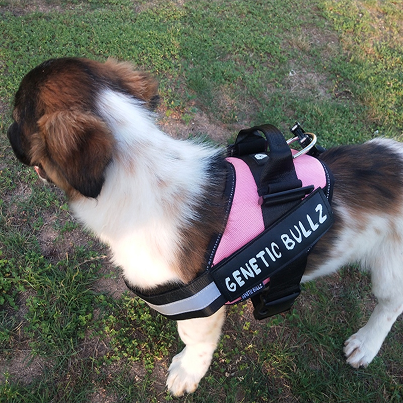

Pet dog chest strap pets dogs collars reinforced nylon wire tensile strength