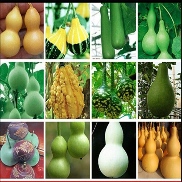 

20PCS Gourd Vegetable Seeds / Pack New Arrive Bonsai Plant Fragrant and Pretty for Courtyard ,Patio, Lawn & Garden