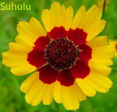 

New Variety 100pcs Snake Head Chrysanthemum Seeds Garden Indoor Flowers Balcony & Courtyard Purifying Air Bonsai Plant Beautifying And Air P