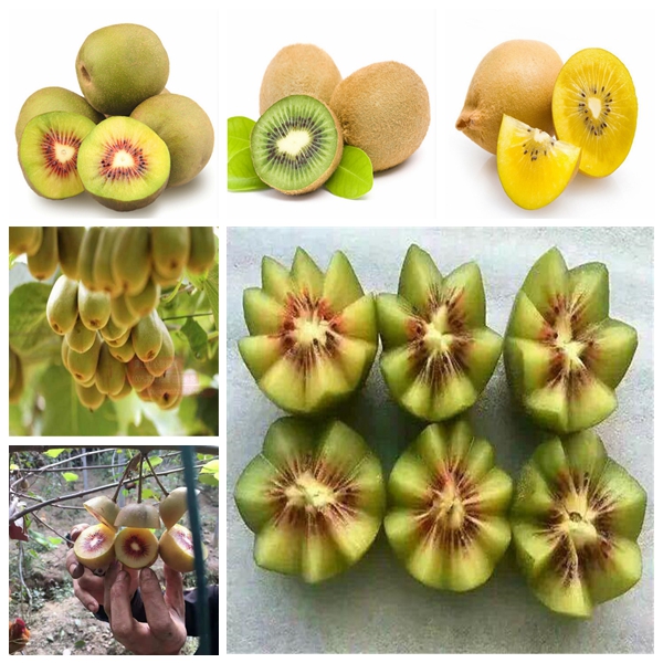 

Garden Decorations 100pcs Actinidia kiwi Flower Seeds for Bonsai Plants Delicious Tasty Organic Non-GMO Fast Growing Planting Season Aerobic Potted Budding Rate 95%