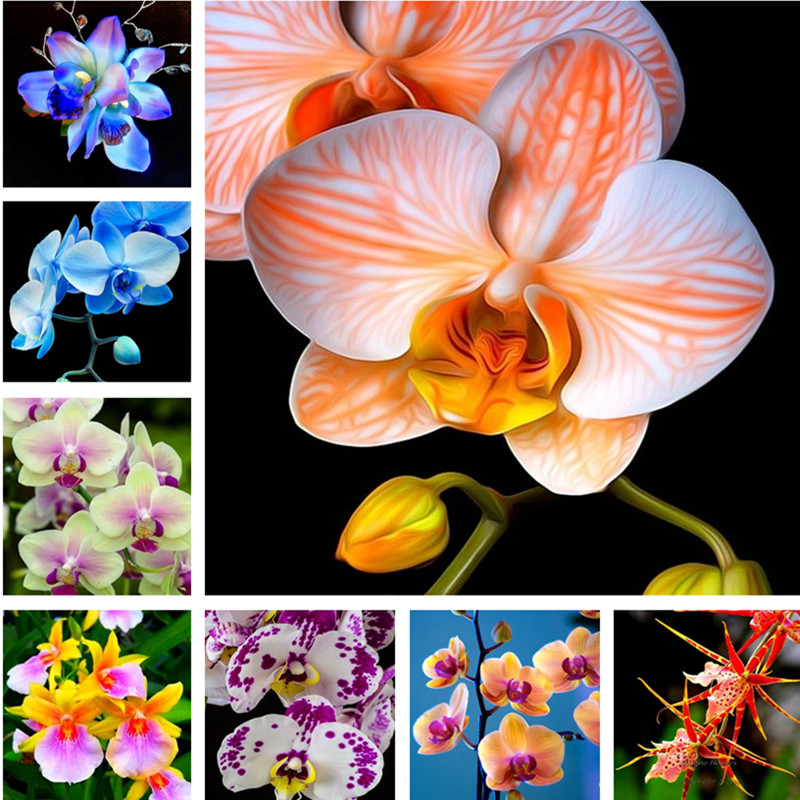 

100pcs Orchid seeds Perennial Flower Phalaenopsis Bonsai Home Garden Four Seasons Plants Easy To Grow Natural Growth Variety of Colors The Germination Rate 95%