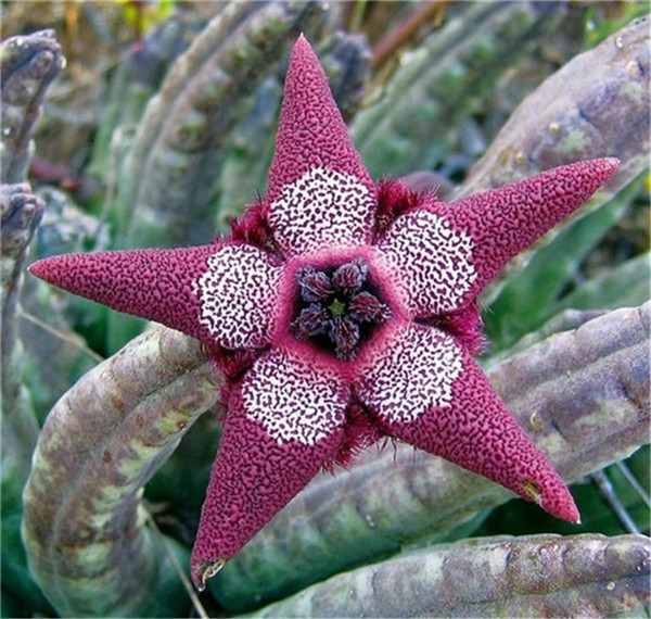 

30pcs Stapelia Pulchella Showy Flower Fresh Seeds for Bonsai Plants Decorative Landscaping All for a summer residence The Budding Rate 95% Garden Decorations