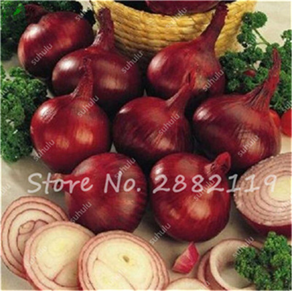 

100 Pcs seeds Giant Onion Bonsai, Purple Onion Shallot, Organic Heirloom Fruit Vegetable Non-Gmo, Bonsai Potted Plants For Home Garden Natural Growth Variety of Colors