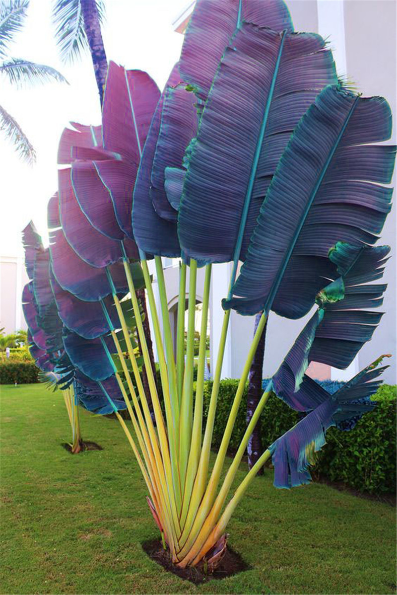 

50 Pcs seeds /Bag Purple Travelers Palm Flores Bonsai, Ravenala Madagascariensis Chinese Fan Plant,Tall Evergreen Tree Diy Garden Natural Growth Variety of Colors