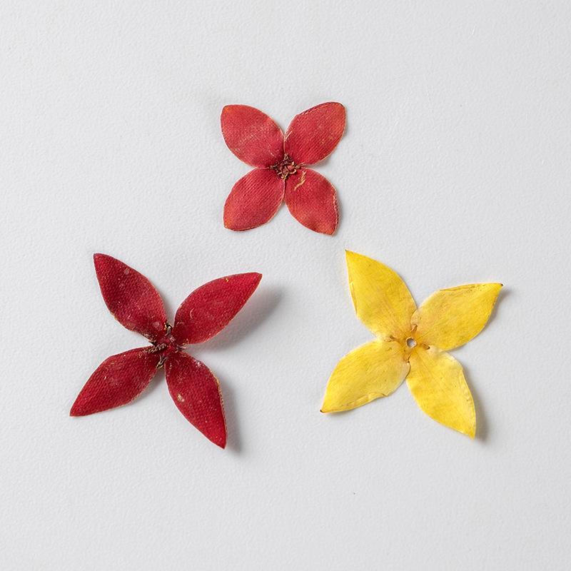 24Pcs Real Pressed Flowers Dried Larkspur DIY Crafts Decoration Red And Pink