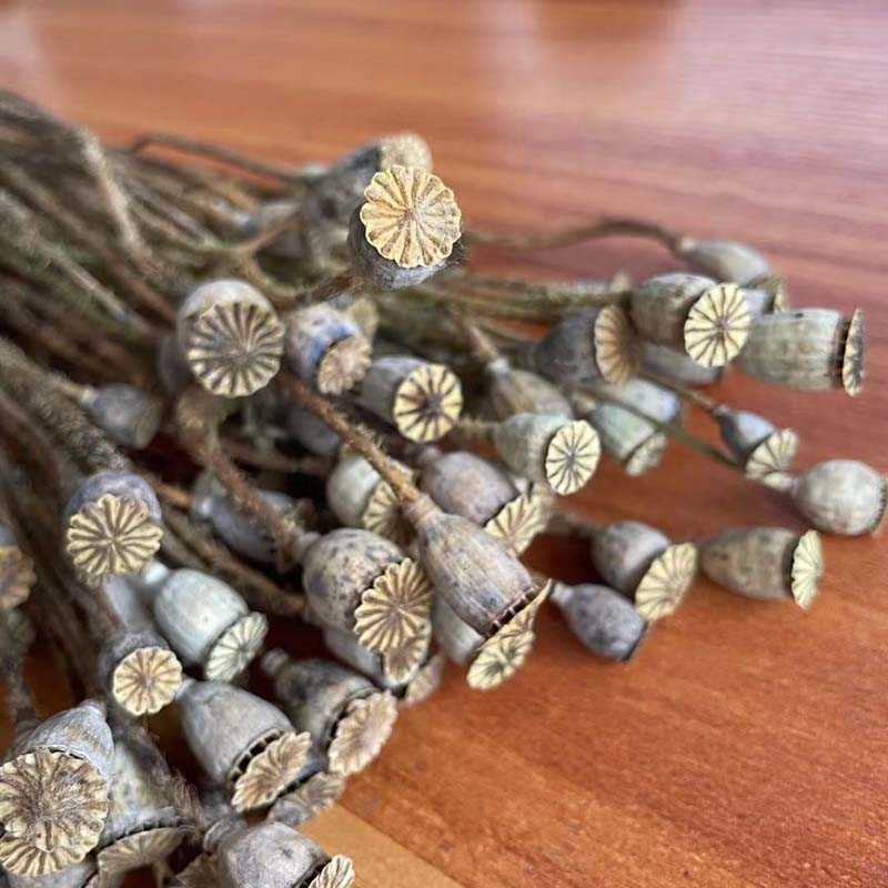 

0.5-1.2CM Head/35 Flowers Heads,Real Dried Natural Flowers Small Poppy Fruit Branch,Eternal Dry Poppies Fruits Flower,Home Decor H0817