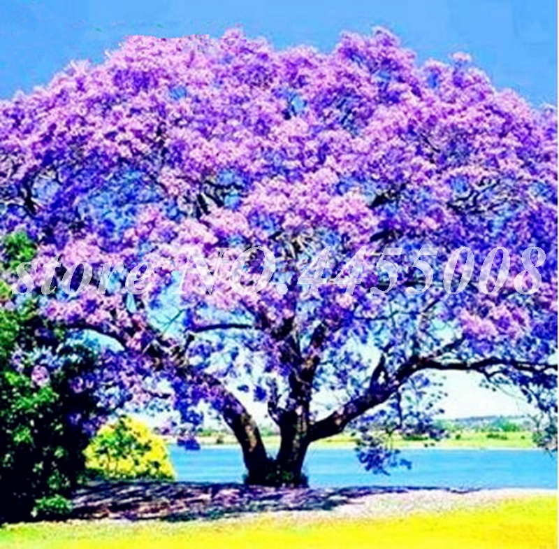 

50 pcs seeds Jacaranda Mimosifolia Tree Bonsai Outdoor Jacaranda Flower Garden Evergreen Shrubs for Flower Pot Planters Fast Growing Planting Season Purify The Air