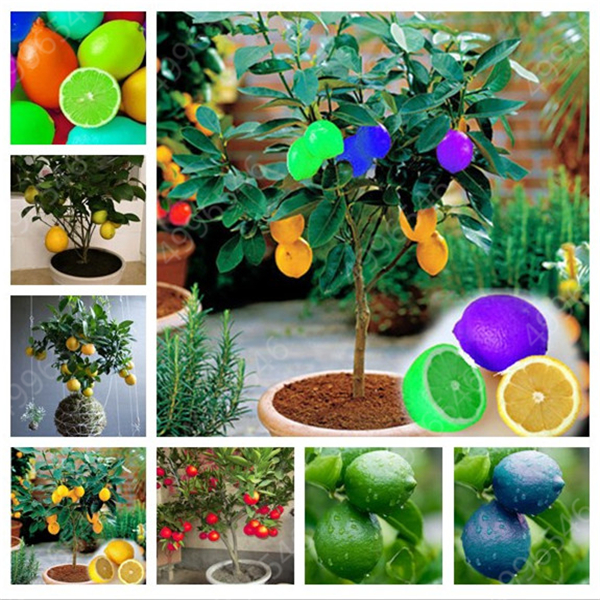 

10 pcs seeds Lemon Tree Plants fruit Plantas bonsai plant DIY home garden BONSAI Edible Green Fast Growing Planting Season Purify The Air Absorb Harmful Gases