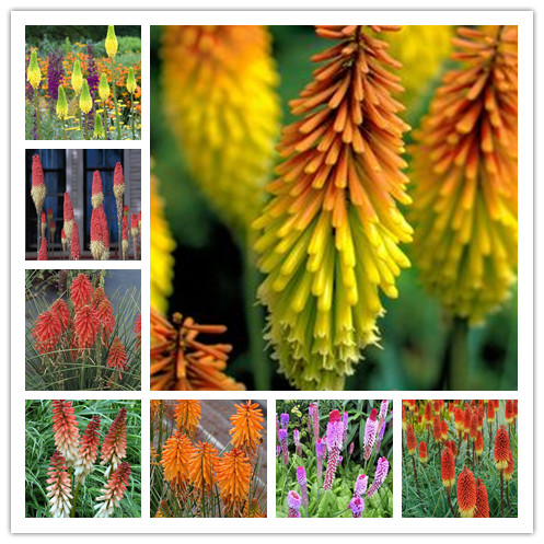 

100PCS Seeds Garden Supplies Balcony Flower Torch Elegant Home Beautiful Rare Exotic Kniphofia Bonsai Natural Growth Variety of Colors Decorative Landscaping
