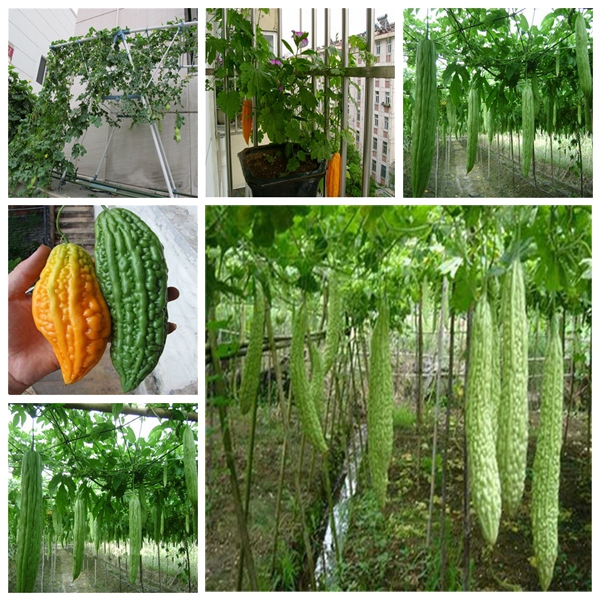 

10pcs Bitter Melon Flower Fresh Seeds for Patio Lawn Garden Delicious Tasty Organic Non-GMO Supplies Bonsai Plants The Germination Rate 95% Decorative Landscaping