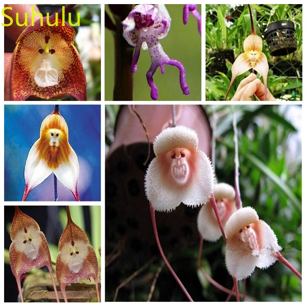 

New Variety 100pcs Monkey Face Orchid Seeds Garden Indoor Flowers Balcony & Courtyard Purifying Air Bonsai Plant Suitable for Planting in Russia