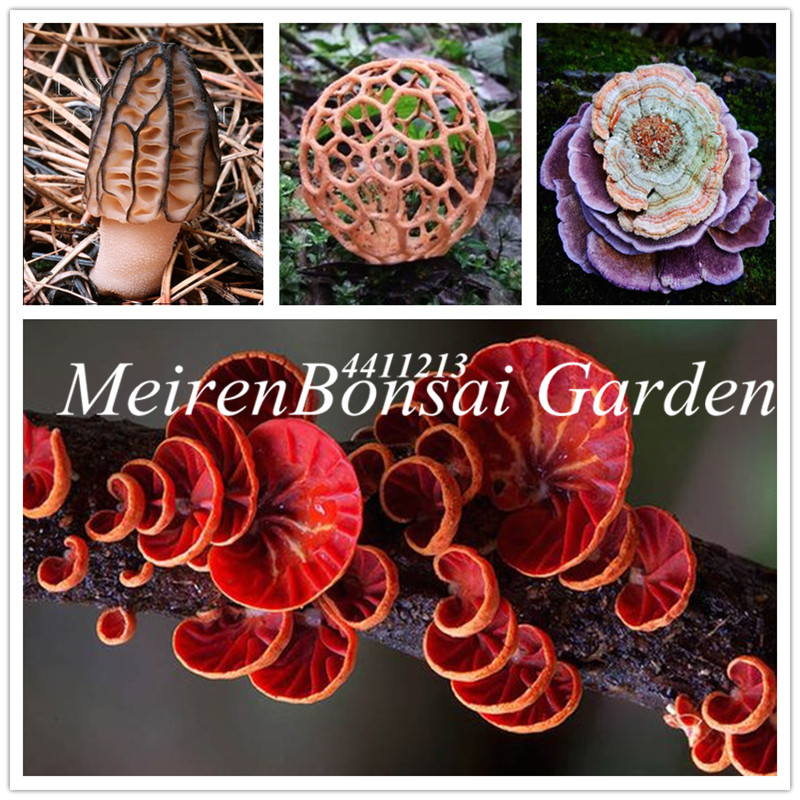 

100pcs seeds rare watching beautiful Mushroom Garden Ornament Miniature Plants Pots Fairy DIY Dollhouse easy grow Natural Growth Variety of Colors Aerobic Potted