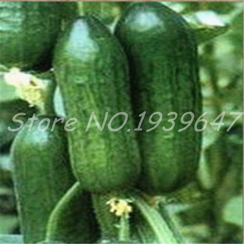 

100 Pcs seeds Mini Cucumber Bonsai Rare Non-GMO Delicious Fruit and Vegetable Plant for Home Garden Planting Organic Natural Growth Variety of Colors Aerobic Potted