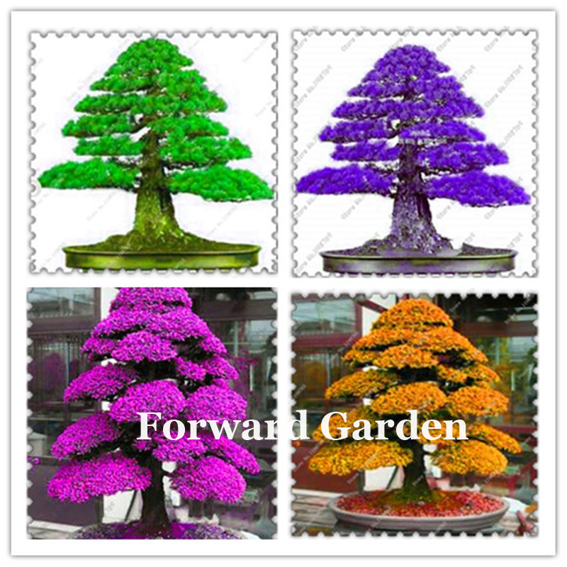 

50 Pcs seeds Rare Tree Bonsais Plant Japanese Cedar, Spruce Tree Easy To Plant Home Garden Decoration Miniascape Potted Plant Decorative Landscaping Aerobic Potted