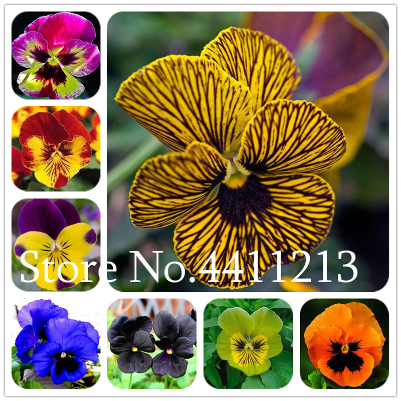

100Pcs seeds Mexican Pansy Bonsai Wavy Viola Tricolor Flower Potted Plant DIY Home & Garden,Family Anti-radiation Natural Growth Variety of Colors Aerobic Potted