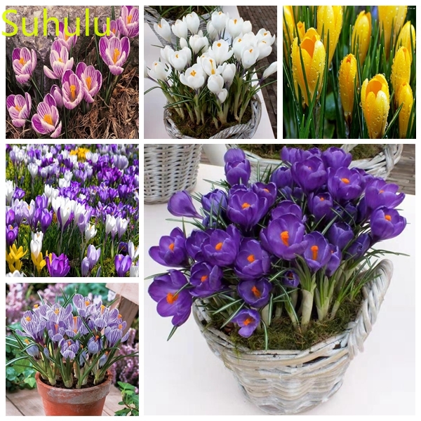 

100PCS saffron Seeds Garden Flower Variety complete Flower Bonsai Plant High Quality Beautifying And Air Purification