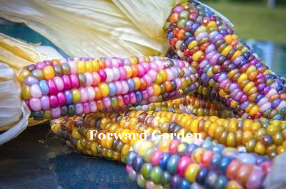 

20 Pcs seeds Rainbow Sweet Corn Bonsai, Organic Vegetable Fruit Easy-Growing Bonsai Vegetable For Home Garden Plants Natural Growth Variety of Colors Aerobic Potted