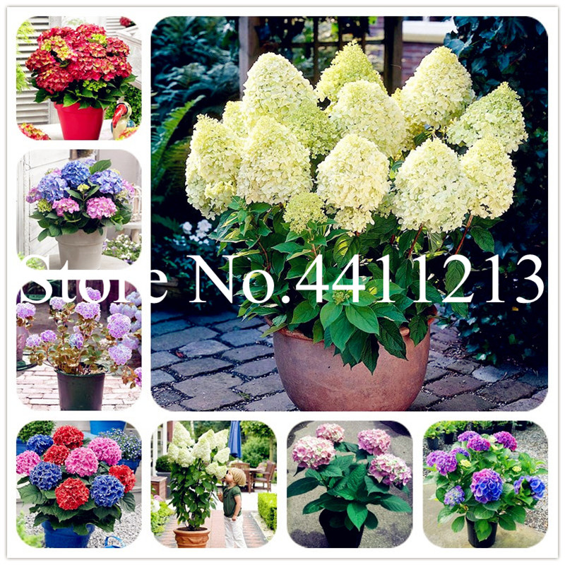 

Sale! 10 Pcs seeds Hydrangea Flower Bonsai Multi Color Wedding Party Flower Plants Home Garden Potted Flowers Indoor Bonsai Plant The Budding Rate 95% Aerobic Potted