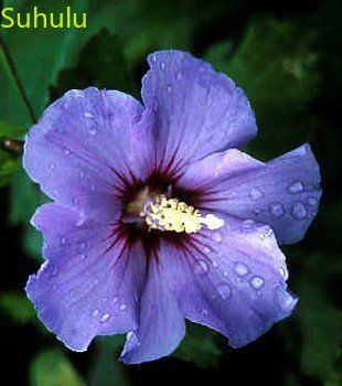 

The Budding Rate 95% 100pcs Hibiscus Flower Seeds Garden Indoor Flowers Balcony & Courtyard Purifying Air Bonsai Plant