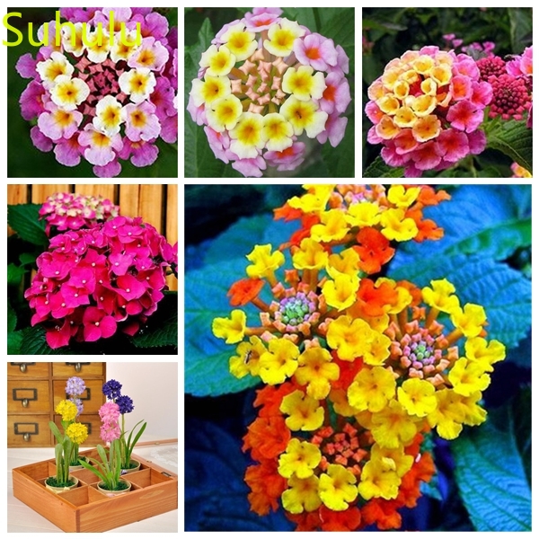 

100PCS Lantana camara Seeds Garden Flower Variety complete Flower Bonsai Plant High Quality Beautifying And Air Purification