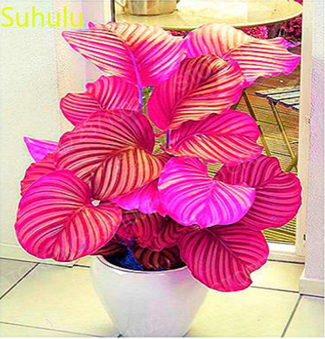 

400 PCS Calathea Grass Seeds Garden Flower Variety complete Flower Bonsai Plant High Quality Beautifying And Air Purification
