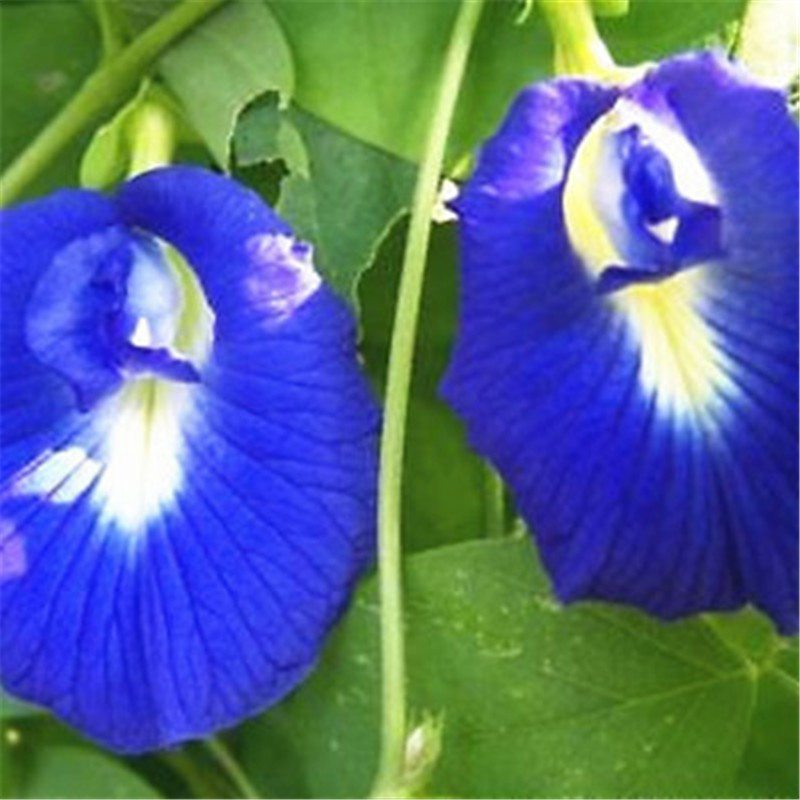

New Arrival!!! 50 PCS seeds Bule Butterfly Bean Plant Fresh Asian Winged Flower Delicious Tasty Vegetable Garden Planta Grow The Budding Rate 95% Aerobic Potted