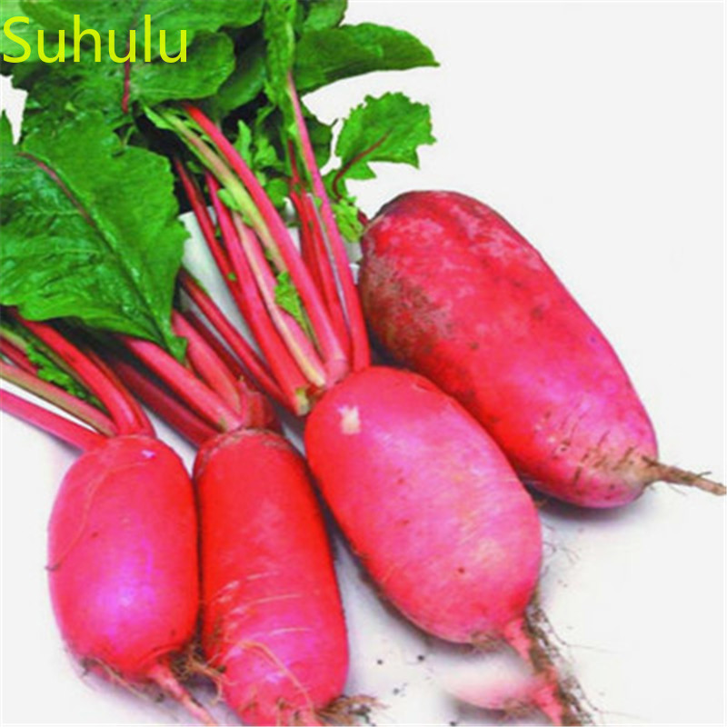 

50pcs Radish Seeds Garden Indoor Flowers Balcony & Courtyard Bonsai Plant High Quality Beautifying And Air Purification