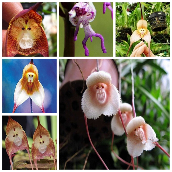 

Garden Decorations 100pcs Monkey Face Orchid Flower Seeds Bonsai Rare Plant for Home Courtyard Planting