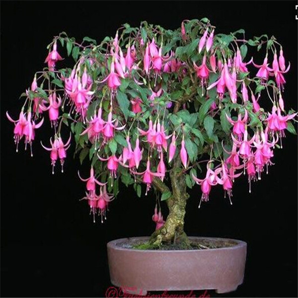 

100pcs Begonia Fuchsia Flower Seeds Bonsai The Germination 95% Rare Plants for The Garden Variety of Colors Fast Growing All for a summer re