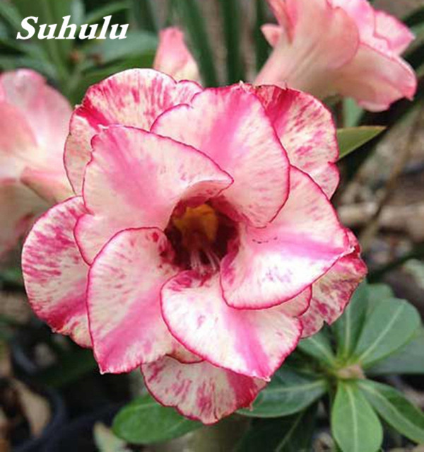 

5 PCS Adenium Seeds / Pack New Arrive Flower Bonsai Plant Fragrant and Pretty for Courtyard ,Patio, Lawn & Garden
