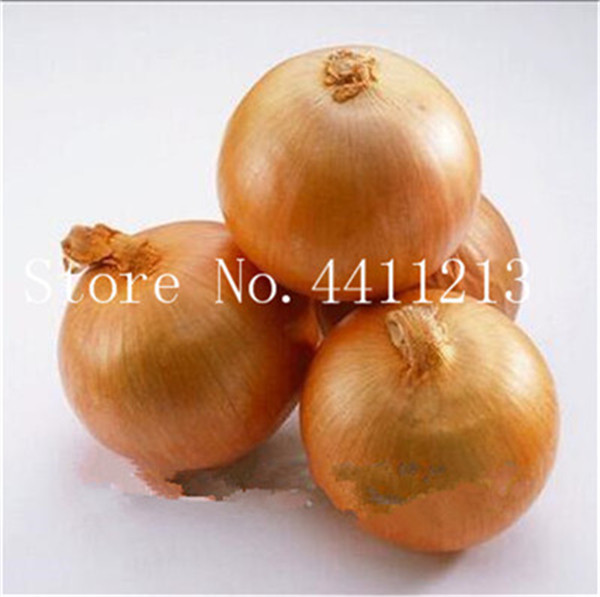 

100 Pcs seeds /bag Fresh Giant Purple Onion Bonsai Vegetable Plant 95%+ Germination,Aerobic Potted Vegetable For Home Garden Natural Growth Variety of Colors