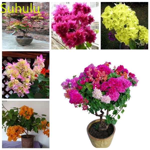 

100pcs Bougainvillea Spectabilis Wind flower Seeds Garden Flower Variety complete Flower Bonsai Plant High Quality Beautifying And Air Purification