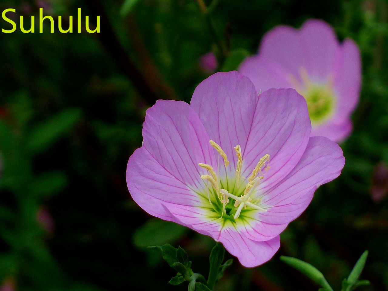 

New Variety 100PCS Evening Primrose Seeds Garden Indoor Flowers Balcony & Courtyard Purifying Air Bonsai Plant Beautifying And Air Purification