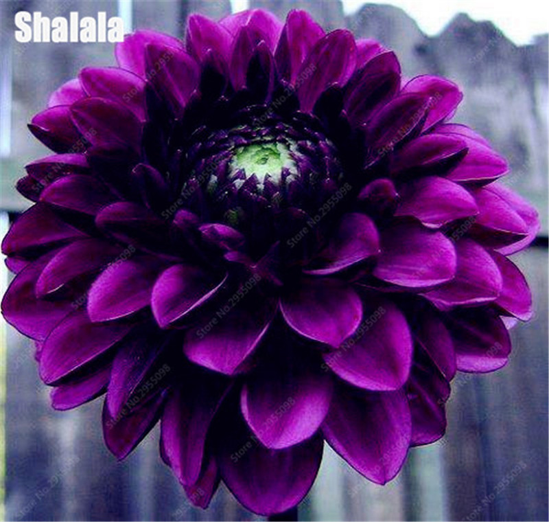 

100 Pcs seeds Dahlia Bonsai Japan Rare Flower Beautiful Perennial Indoor Or Outdoor Plant For Home Garden Plants Natural Growth Variety of Colors Aerobic Potted