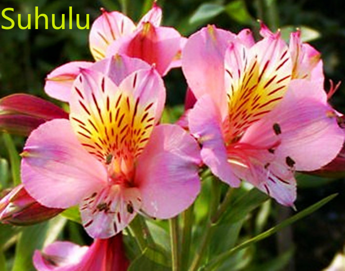 100pcs Alstroemeria Seeds Garden Indoor Flowers Balcony & Courtyard Bonsai Plant High Quality Beautifying And Air Purification-image-746512079