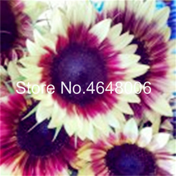 

40 Pcs seeds Colorful Sunflower Bonsai, Ornamental Helianthus Annuus Bonsai Flower,Natural Growth For Home Garden Balcony Planting Natural Growth Variety of Colors