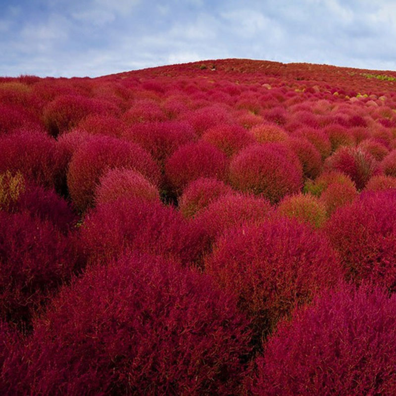 

200pcs seeds Grass Burning Bush Kochia Scoparia Evergreen Plant Evergreen Blooming Bonsai Ornamental Garden Germination Rate 95% Natural Growth Variety of Colors