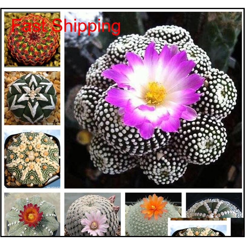 

Other Supplies Patio Lawn Home Drop Delivery 2021 100 Pcs Exotic Cactus Japanese Rare Succulents Flower Sementes Bonsai Seeds Indoor Plants P