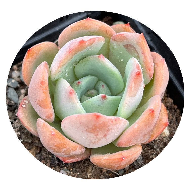 

LL115 Echeveria Shalmon, Rare Succulent Live Plant ,Ornamental plants,Wholesale Indoor ,Patio, Lawn,Cactus,Flower,Garden Decorations
