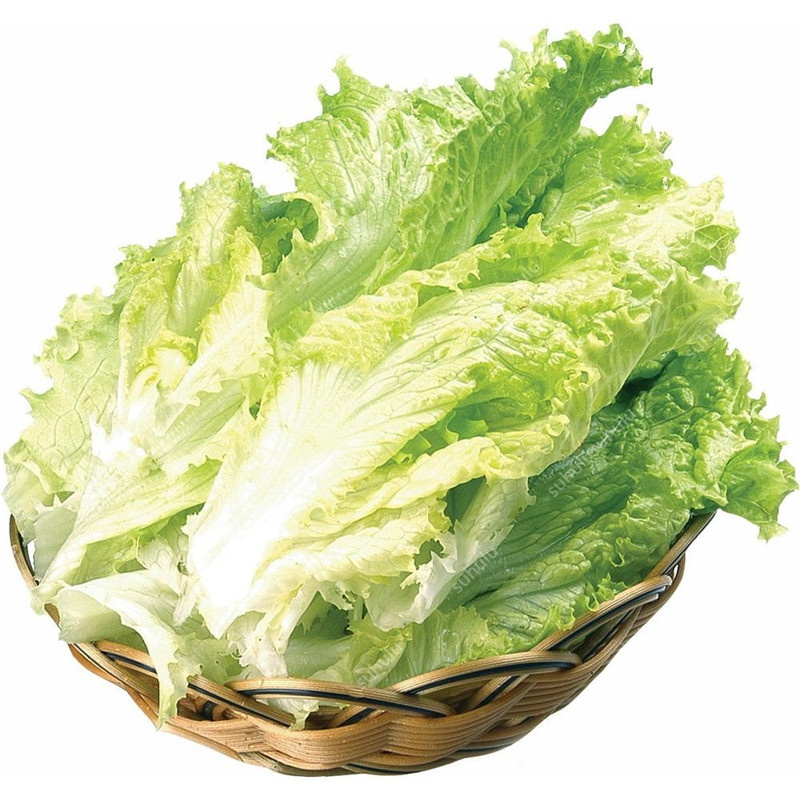 

100 pcs seeds Lettuce Organic Non-GMO Delicious Tasty The Budding Rate 95% Aerobic Potted Fast Growing Planting Season Purify The Air Absorb Harmful Gases