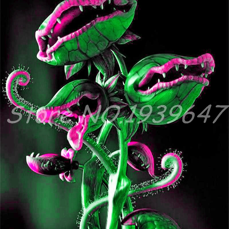 

100 pcs Potted Insectivorous Plant Bonsai Outdoor Dionaea Muscipula Giant Clip Venus Flytrap For Home Garden Pot Natural Growth Variety of Colors Aerobic Potted