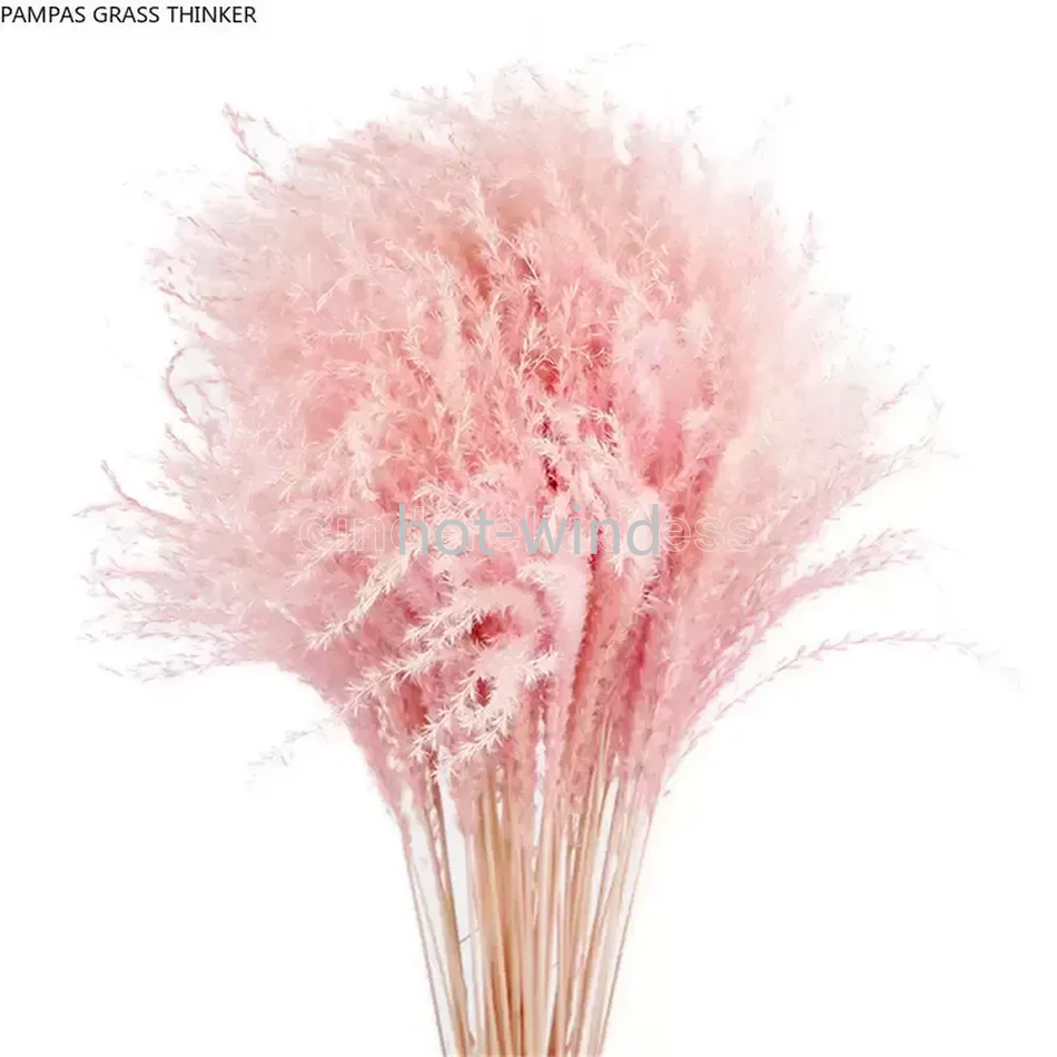 

Pampas Grass Thinker Colorful Natural Light Pink Wedding Pampas Flowers Valentines Day Gift Natural Dried Reed Flower Bouquets White Gifts DD, White color