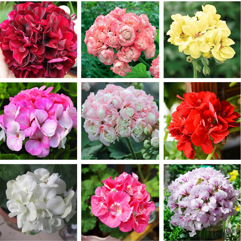 

100pcs Geranium Flower Seeds for Patio Lawn Garden Aerobic Potted Supplies Bonsai Plants Organic Non-GMO Wedding Party Decorative Beautifying And Air Purification
