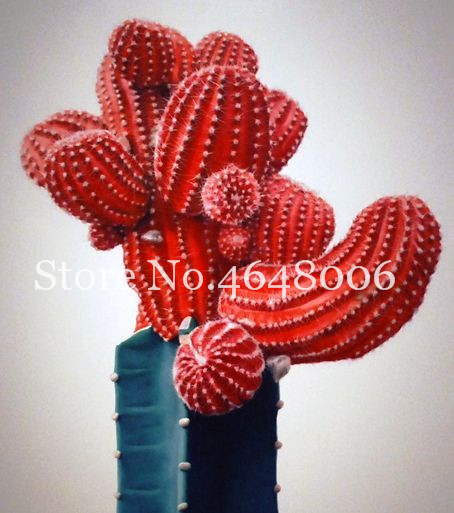 

100pcs seeds Exotic Cactus Bonsai Rare Living Stones Succulents Mini Desk Indoor Plantas Perennial Flowers Garden Natural Growth Variety of Colors Aerobic Potted