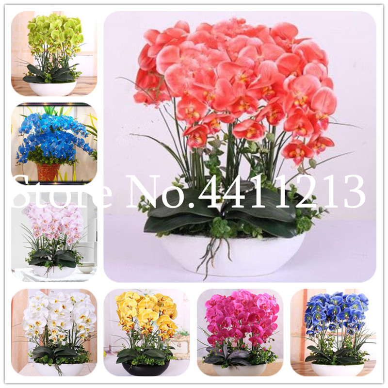

100 pcs seeds Cymbidium Semillas Perennial Phalaenopsis Orchid Flower plants Garden Bonsai Planting Butterfly Orchids plants The Budding Rate 95% Aerobic Potted