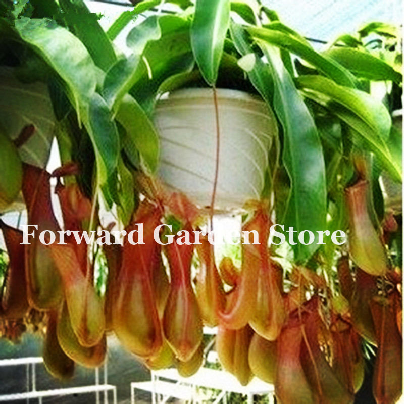 

100 Pcs seeds Multifarious Potted Insectivorous Plant Bonsais Dionaea Muscipula Giant Clip Venus Fly Trap Flwores Bonsai Natural Growth Variety of Colors