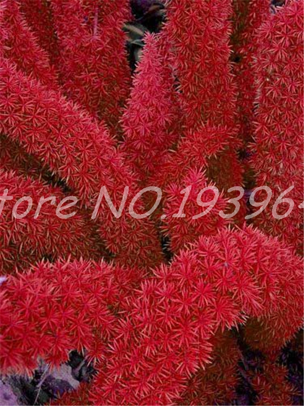 

100 Pcs seeds Mixed Foxtail Fern Bonsai, Aerobic Potted Exotic Rare Creeper Vines Grass Ornamental Foliage plants Flower Pots Planters Purify Air Planting Season