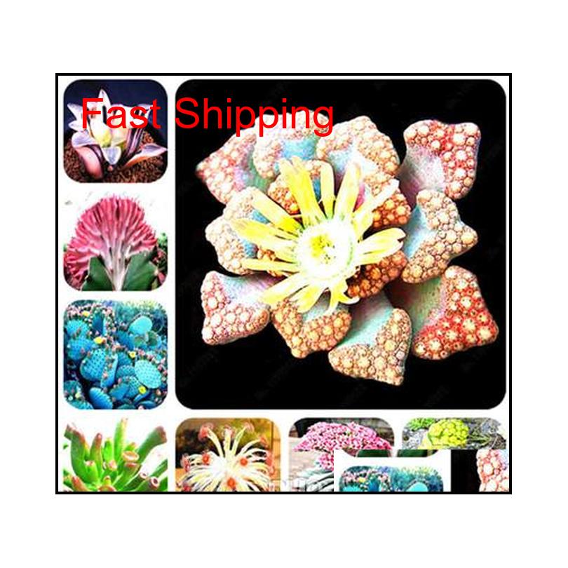

Other Supplies 100 Pcsbag Mix Lithops Rare Succulent Seeds Pseudotruncatella Living Stone Bonsai Mini Garden Plant Radiation Absorptio H8N7A