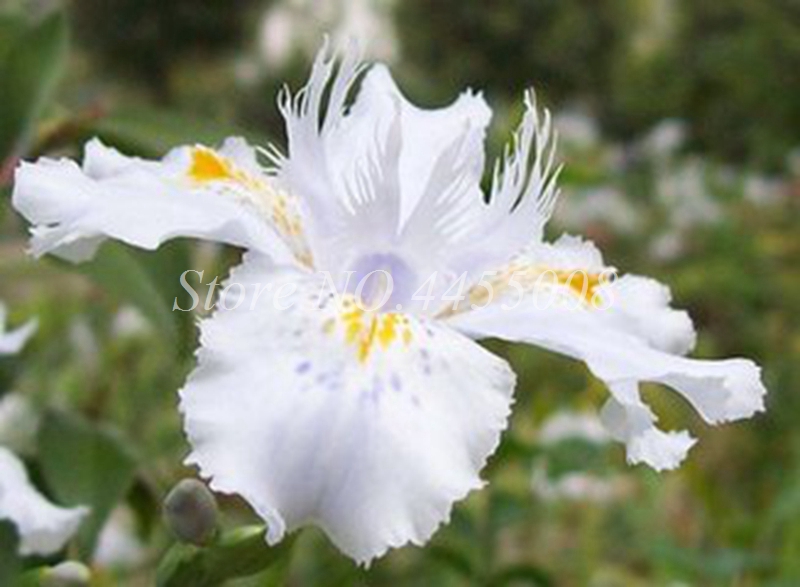 

50 Pcs seeds Iris Colours Bonsai Flower Heirloom Malan Tectorum Perennial Flore Plant For Home Garden Decor Beautifying And Air Purification The Germination Rate 95%